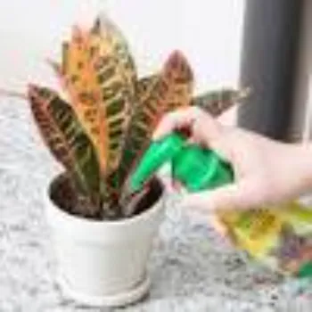 Natural Croton Plant